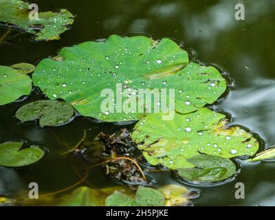 Grüne Wasserlilienpads auf einem Teich, glitzernd mit frischen Regentropfen von den jüngsten Regenfällen im subtropischen Küstengarten Stockfoto