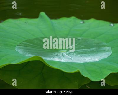 Regentropfen, ein riesiger, frischer Tropfen Regenwasser auf einem großen grünen Lilienpad. Die Blattadern und die Unterseite spiegeln sich im glänzenden Teich darunter wider Stockfoto