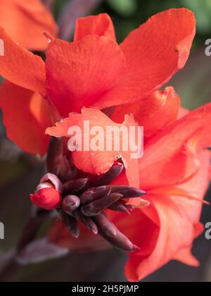 Leuchtend orange Canna Lily Blumen und Knospen, lebhaft und schön, australischen Küstengarten, Makro Stockfoto