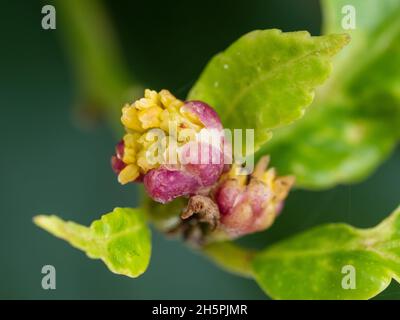 Die süß duftende rosa und weiße Blütenknospe des Zitronen-Zitrusfrucht-Baumes öffnet sich umgeben von grünen Blättern, verschwommener dunkelgrüner Hintergrund, Makro Stockfoto