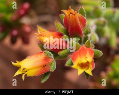 Rote und gelbe Blüten der saftigen Chenille oder der Plüschpflanze Echeveria pulvinata Stockfoto