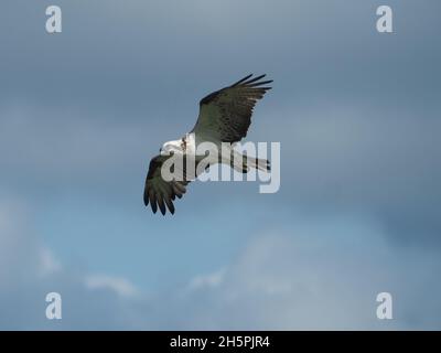 Die Schönheit eines herrlichen Vogels, Eastern Osprey, mit ausgestreckten Flügeln, die wild und frei im blau bewölkten Himmel fliegen, East Coast Australia Stockfoto