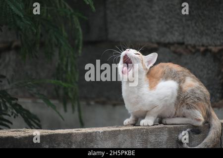 Niedliche Kleine Katze Gähnend / Schnurrend / Friedlich Sitzend Stockfoto
