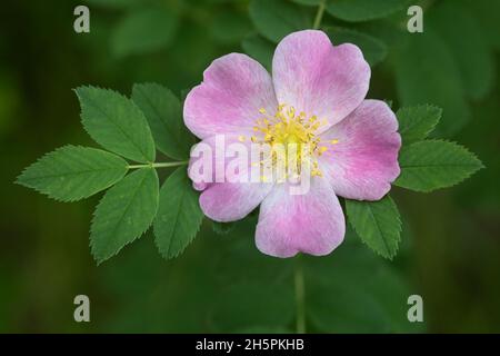 Wilde Rosenblüten und Blätter in einem Naturpark, Kanada. Rosa-Arten Stockfoto