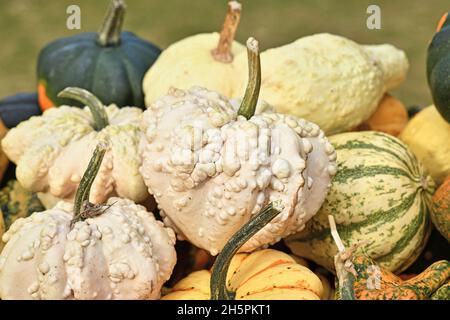 Weißer herzförmiger Kürbis mit warzener Haut in einem Haufen von bunten Kürbissen Stockfoto