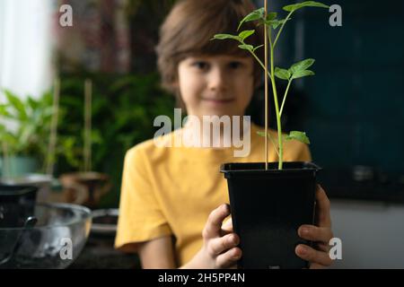 Kleiner Junge, der zu Hause Keimlinge pflanzt. Ein unabhängiges Kind ist mit einem Hobby beschäftigt, Pflanzen neu zu Pflanzen. Kind hält einen Topf mit Tomate im Vordergrund. Stockfoto