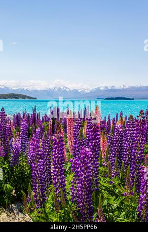 Landschaften mit Bergen und Blumen in der Nähe des azurblauen Wassers des Lake Tekapo, Neuseeland Stockfoto