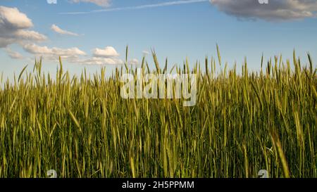 Kornfeld im Sonnenschein unter blauem Himmel. Das Getreide ist bereit für die Ernte Stockfoto