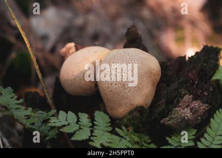 Zwei Scleroderma citrinum Pilze (auch bekannt als Gemeiner Erdball) auf einem Baum. Ungenießbare Pilze. Stockfoto