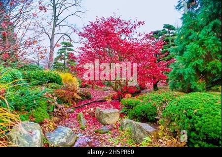 Roter Ahornbaum in der Umgebung von grünen Bäumen im Herbst Planten un Blomen Park von Hamburg, Deutschland Stockfoto