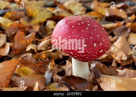 Single Fresh Fly Amanita Pilz in den Wäldern aus nächster Nähe Stockfoto