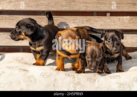 Vier einen Monat alte braune brinmellige Jack Russell Welpen, die auf einer Gartenbank stehen. Zum ersten Mal in der Sonne. Tierthemen, Selektiver Fokus Stockfoto