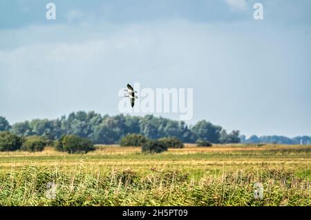 Zwei Barnakelgänse, Branta leucopsis, fliegen in einem blauen Himmel. Über Gras und Schilf im Herbst. In ihrem Lebensraum Stockfoto