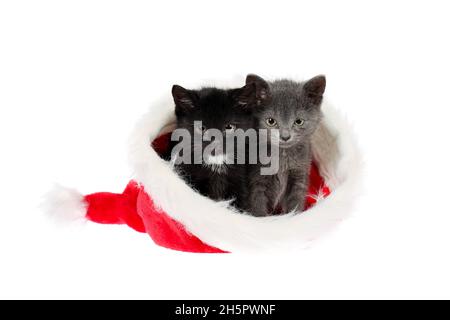 Zwei entzückende Babykätzchen, ein graues und ein schwarzes mit weißem, sitzen in einem Weihnachtsmütze und sehen leicht wütend aus. Isoliert auf weißem Hintergrund Stockfoto