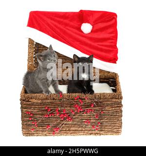 Zwei niedliche Kätzchen, ein graues und ein schwarzes mit weißem, in einem Weidenkorb mit weihnachtlicher Dekoration - riesiger Weihnachtsmütze und Stechpalmbeerenzweigen. Isolieren Stockfoto