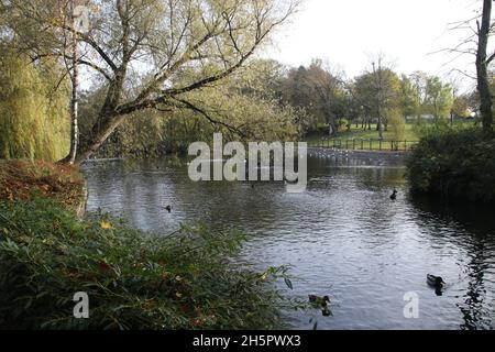 Vogelwelt auf einem malerischen Park See ohne Menschen Stockfoto