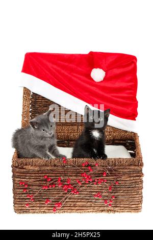 Zwei niedliche Kätzchen, ein graues und ein schwarzes mit weißem, in einem Weidenkorb mit weihnachtlicher Dekoration - riesiger Weihnachtsmütze und Stechpalmbeerenzweigen. Isolieren Stockfoto