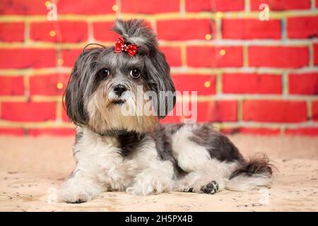 Entzückender, grauer und weißer Bichon Havanese Hund mit roter Schleife, auf einem weichen, gemütlichen Teppich liegend, gegen eine rote Ziegelwand mit verschwommenen Weihnachtslichtern Stockfoto