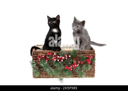Zwei entzückende drei Monate alte Kätzchen, grau und schwarz mit weiß, sitzen in einem weihnachtlich geschmückten Korbkorb, isoliert auf weiß Stockfoto