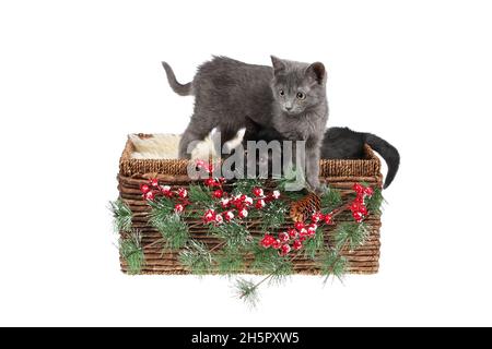 Zwei niedliche Kätzchen spielen in einem Weidenkorb mit weihnachtlicher Dekoration, isoliert auf Weiß. Schwarz und grau Baby Katze Geschwister in einem gemütlichen Weihnachtskorb Stockfoto