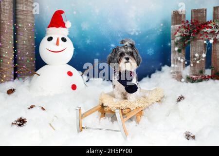 Süßer Bichon Havanese Hund mit dunkelblauem Schal auf einem alten Holzschlitten in einem Winter?s Märchen Dekor mit Schnee, Schneemann mit Weihnachtsmann Hut, Bäume, bunte l Stockfoto