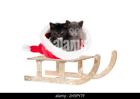 Zwei entzückende Weihnachtskätzchen, ein grez und ein schwarzer mit weißem Fleck, sitzen in einem roten Weihnachtsmütze auf einem alten Holzschlitten, isoliert auf Weiß Stockfoto