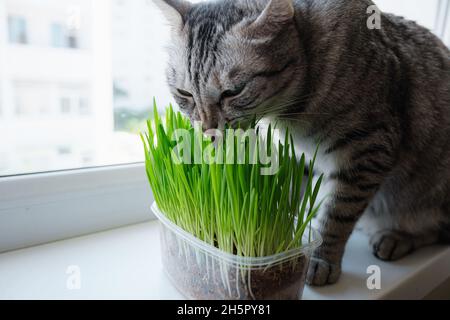 Nahaufnahme einer schönen grauen Katze, die frisches grünes Gras am Fenster frisst. Tiergras. Natürliche Haarkugelbehandlung Stockfoto