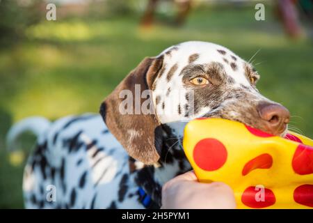 Netter dalmatinischer Hund, der eine gelbe Kugel im Mund hält. Isoliert auf weißem Hintergrund Stockfoto