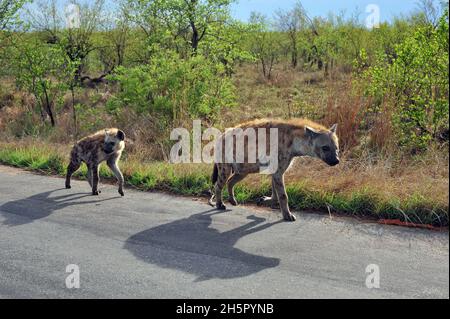 Die Wildhundezahlen befinden sich im Krüger-Nationalpark nach vielen Jahren auf der Liste der gefährdeten Tiere auf einem zufriedenstellenden Niveau. Ihre Rivalität mit Hyänen geht weiter Stockfoto