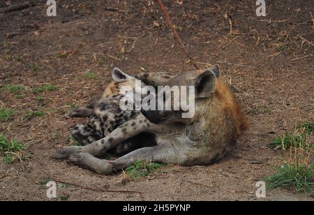 Die Wildhundezahlen befinden sich im Krüger-Nationalpark nach vielen Jahren auf der Liste der gefährdeten Tiere auf einem zufriedenstellenden Niveau. Ihre Rivalität mit Hyänen geht weiter Stockfoto