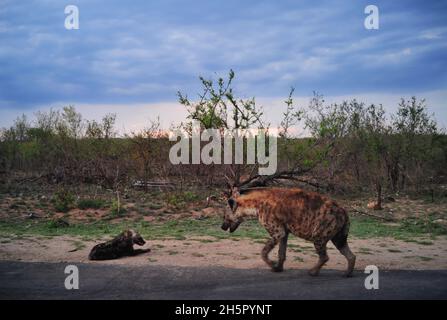 Die Wildhundezahlen befinden sich im Krüger-Nationalpark nach vielen Jahren auf der Liste der gefährdeten Tiere auf einem zufriedenstellenden Niveau. Ihre Rivalität mit Hyänen geht weiter Stockfoto