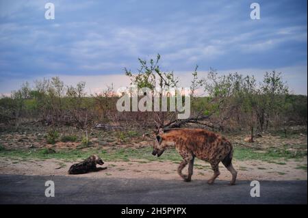 Die Wildhundezahlen befinden sich im Krüger-Nationalpark nach vielen Jahren auf der Liste der gefährdeten Tiere auf einem zufriedenstellenden Niveau. Ihre Rivalität mit Hyänen geht weiter Stockfoto