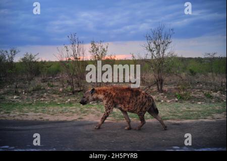 Die Wildhundezahlen befinden sich im Krüger-Nationalpark nach vielen Jahren auf der Liste der gefährdeten Tiere auf einem zufriedenstellenden Niveau. Ihre Rivalität mit Hyänen geht weiter Stockfoto