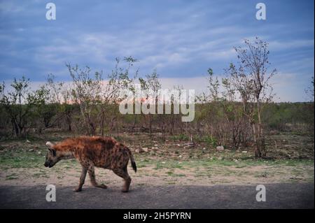 Die Wildhundezahlen befinden sich im Krüger-Nationalpark nach vielen Jahren auf der Liste der gefährdeten Tiere auf einem zufriedenstellenden Niveau. Ihre Rivalität mit Hyänen geht weiter Stockfoto