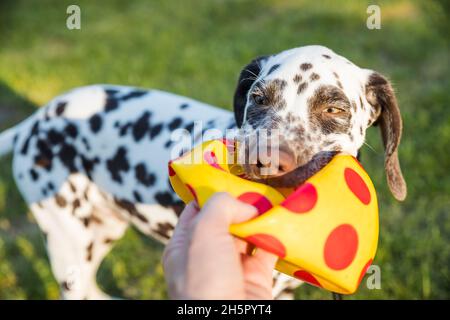 Netter dalmatinischer Hund, der eine gelbe Kugel im Mund hält. Isoliert auf weißem Hintergrund Stockfoto