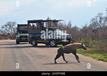 Die Wildhundezahlen befinden sich im Krüger-Nationalpark nach vielen Jahren auf der Liste der gefährdeten Tiere auf einem zufriedenstellenden Niveau. Ihre Rivalität mit Hyänen geht weiter Stockfoto