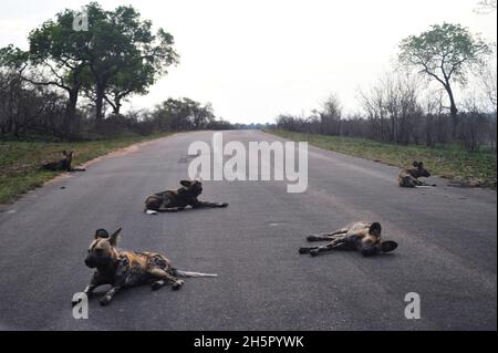 Die Wildhundezahlen befinden sich im Krüger-Nationalpark nach vielen Jahren auf der Liste der gefährdeten Tiere auf einem zufriedenstellenden Niveau. Ihre Rivalität mit Hyänen geht weiter Stockfoto