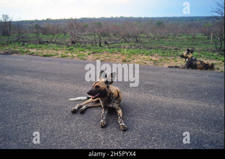 Die Wildhundezahlen befinden sich im Krüger-Nationalpark nach vielen Jahren auf der Liste der gefährdeten Tiere auf einem zufriedenstellenden Niveau. Ihre Rivalität mit Hyänen geht weiter Stockfoto