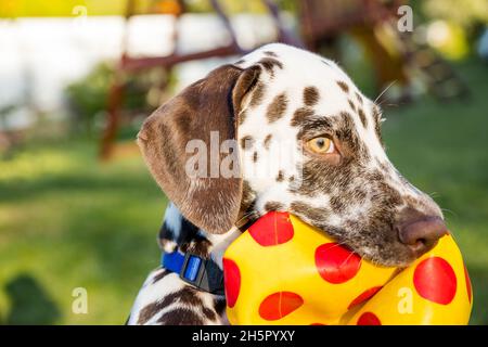 Netter dalmatinischer Hund, der eine gelbe Kugel im Mund hält. Isoliert auf weißem Hintergrund Stockfoto