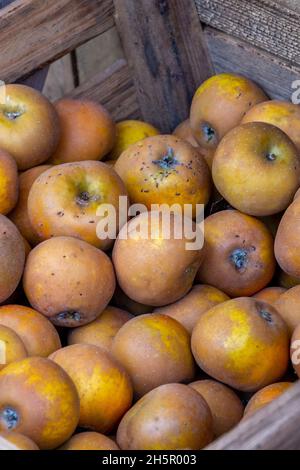 Frisch gepflückte Äpfel in Holzkiste, frisch gepresster Zwieback-Apfel, grüner Stall, Früchte, Äpfel zum Entsaften, Essen Äpfel, Bio-Äpfel Stockfoto