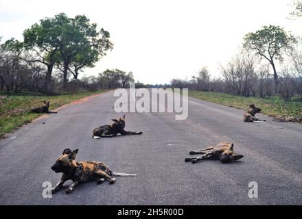 Die Wildhundezahlen befinden sich im Krüger-Nationalpark nach vielen Jahren auf der Liste der gefährdeten Tiere auf einem zufriedenstellenden Niveau. Ihre Rivalität mit Hyänen geht weiter Stockfoto