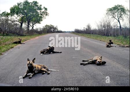 Die Wildhundezahlen befinden sich im Krüger-Nationalpark nach vielen Jahren auf der Liste der gefährdeten Tiere auf einem zufriedenstellenden Niveau. Ihre Rivalität mit Hyänen geht weiter Stockfoto