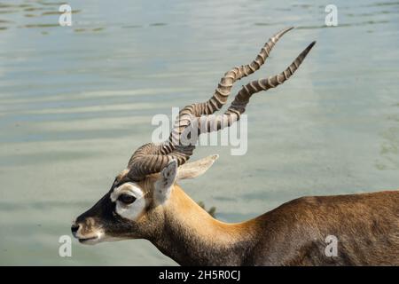 Nahaufnahme von Blackbuck mit seinen schönen Hörnern mit einem Teich im Hintergrund. Indische Antilope, Antilope cervicapra Stockfoto