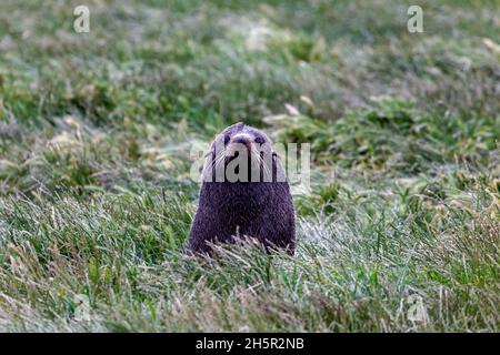 Meeressäuger von Neuseeland. Pelzversiegelung. Kap Katiki Point. Südinsel Stockfoto