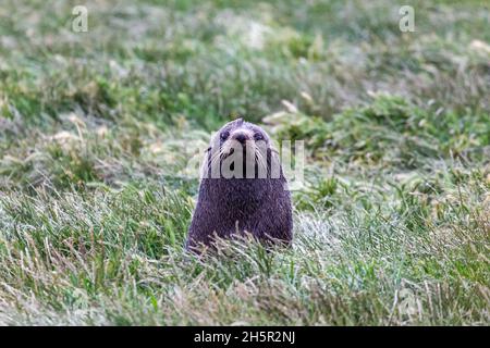 Pelzrobbe auf dem Gras. Kap Katiki Point. Südinsel, Neuseeland Stockfoto