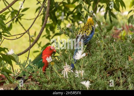 Zwei verschiedene Arten australischer Papageien (männlicher Königspapagei und blasskopfige rosella), die sich im Garten von Queensland an pigface Sukulenten ernähren. Stockfoto