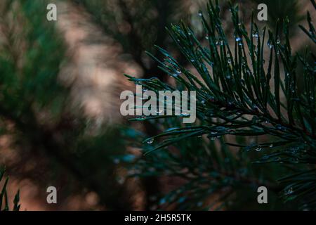 Grüner Nadelbaum, immergrüner Nahaufnahme Baum mit Wassertropfen am Morgen perfekt im Fokus. Stockfoto