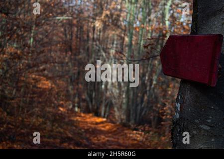 Roter Holzpfeil, der auf einen Waldweg zeigt, der mit orangefarbenen Blättern bedeckt ist. Herbstwald Naturbild Stockfoto