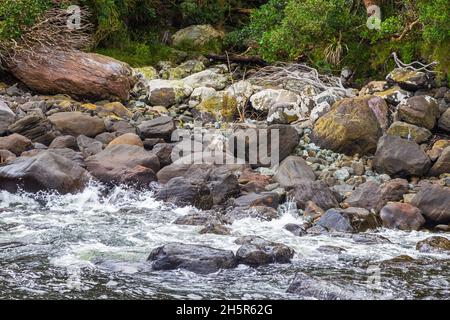Kleiner Pinguin aus Fiordland. Südinsel, Neuseeland Stockfoto