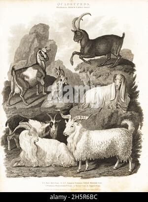 Steinbock, Steinbock 1, gemeine britische Bergziege, Capra aegagrus 2,3, gemeine domestizierte Ziege 4, syrische Ziege 5, Angora-Ziege, Capra hircus 6. Kupferstich von J. Scott nach einer Illustration von Sydenham Edwards aus Abraham Rees' Cyclopedia oder Universal Dictionary of Arts, Sciences and Literature, Longman, Hurst, Rees and Orme, London, 1809. Stockfoto